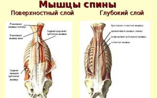 Tonalin �����: ����.
