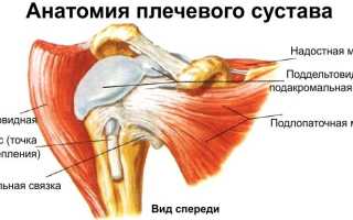 Анатомия и патология плечевого сустава