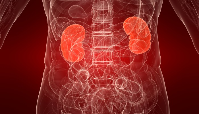 highlighted kidneys
