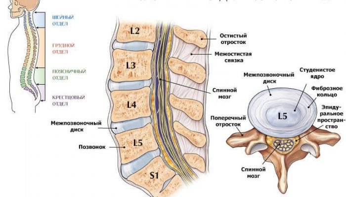 83539049-osteohondroz-poyasnichnogo-otdela-grizha