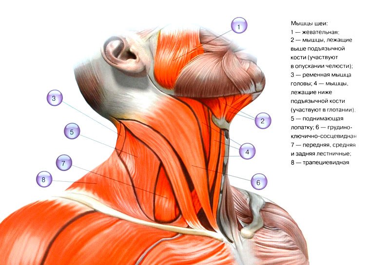 neck