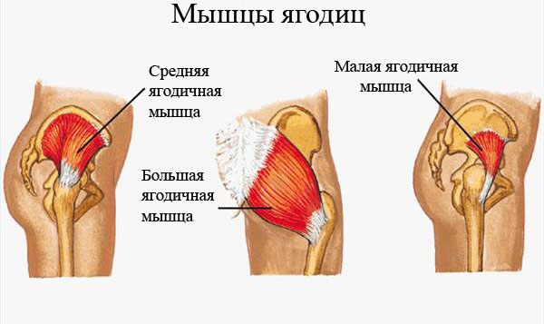 Trenirovka-mishc-yagodits1