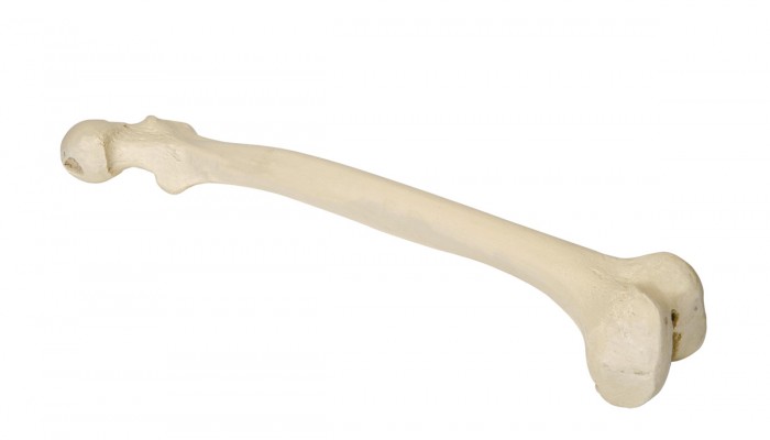 W19128_01_1200_1200_Бедренная-кость-ORTHObones-правая