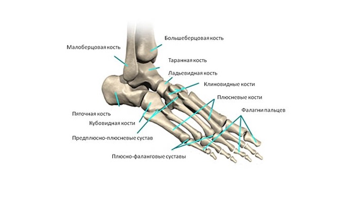 anatomiya-lodyzhki