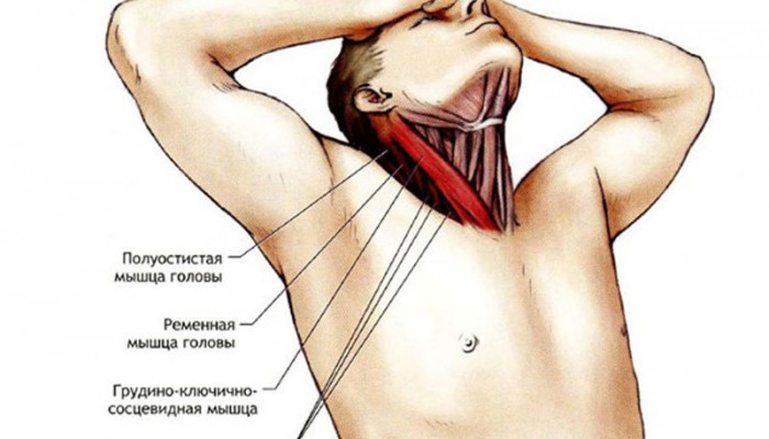content_sheya1__econet_ru