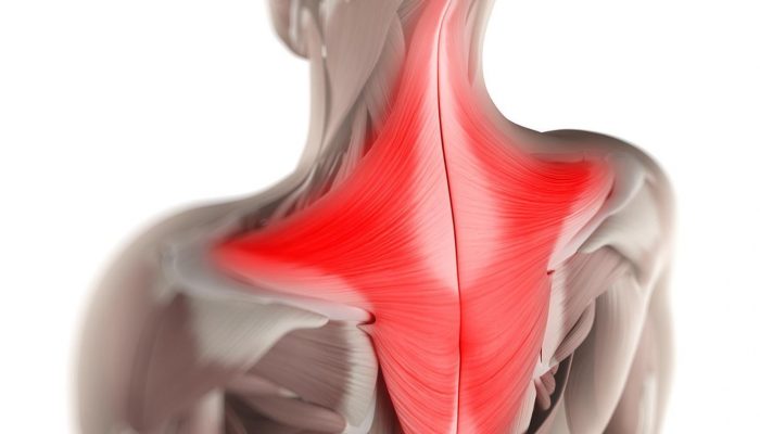 function-trapezius-muscle_4290bb5422360af4